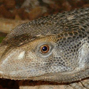 Asistente para redimensionar-2.GIF