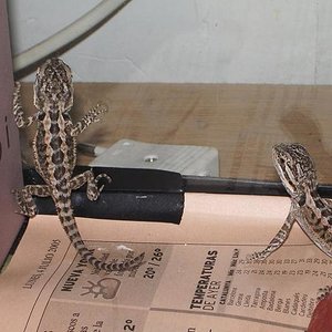 Copia de IMGP0589.JPG