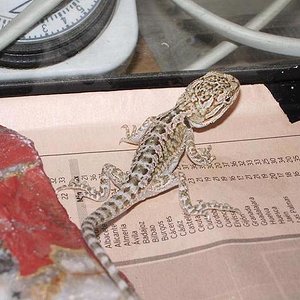 Copia de IMGP0597.JPG