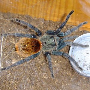 Chromatopelma_cyaneopubescens.JPG