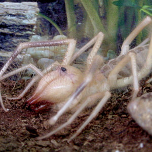 Solifugo Galeodes.jpg