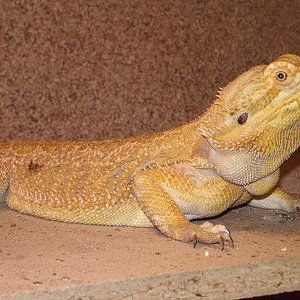 Copia de IMGP0129.JPG