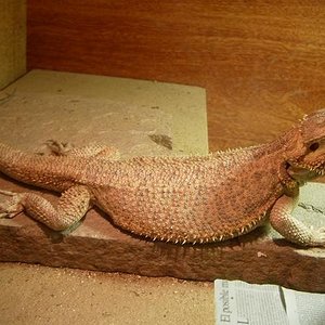 Copia de IMGP0562.JPG