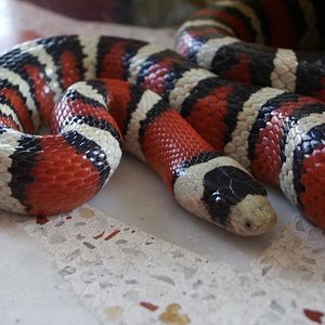 Copia de IMGP0194.JPG