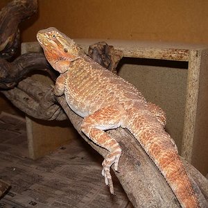 Copia de IMGP0547.JPG