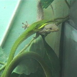 cerastes x ahaetulla 001.jpg