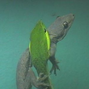 cerastes x ahaetulla 002.jpg