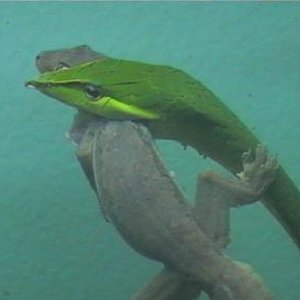 cerastes x ahaetulla 004.jpg