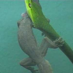 cerastes x ahaetulla 005.jpg