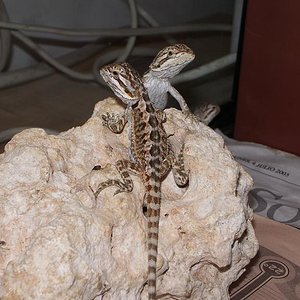 Copia de IMGP0686.JPG