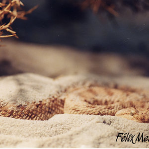 Cerastes cerastes 01.jpg