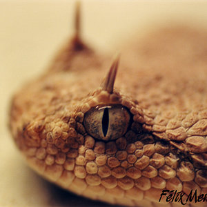 Cerastes cerastes 02.jpg