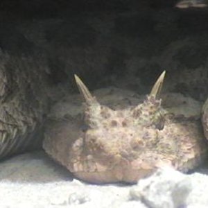 cerastes x ahaetulla 013.jpg