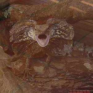 MIS ANIMALES 081.jpg