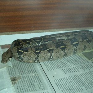 boa hembra.JPG