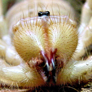 para comerte mejor.jpg