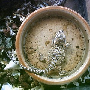 Artemisa en momento intimo.JPG