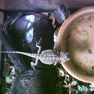 La menos rojiza ( Atenea ).JPG