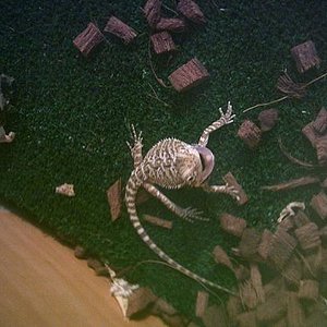 La mas rojiza ( Artemisa ).JPG