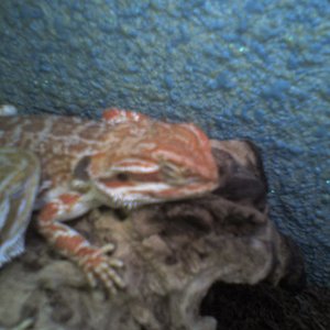 pogona vitticeps sandfire.jpg