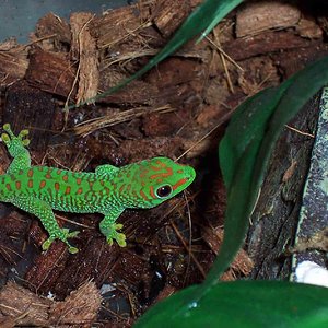 phelsuma.jpg