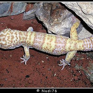 Eublepharis_Macularius_Mascle.jpg