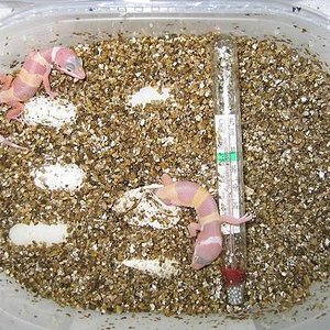 carrottail naciendo.JPG