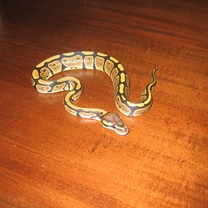 Python regius (1).jpg