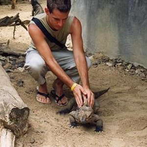 iguanas rinoceronte.jpg