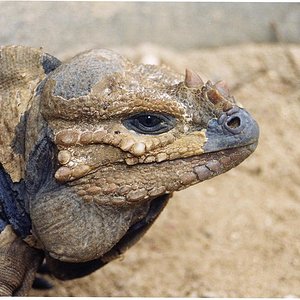 iguana rinoceronte.jpg