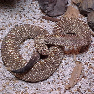 Crotalus vegrandis adulto3.JPG
