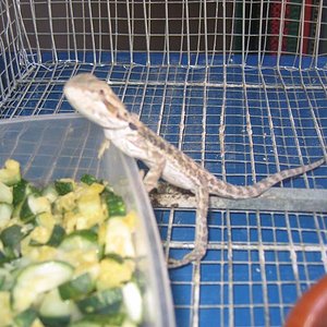 Pogona Vitticeps (3).jpg