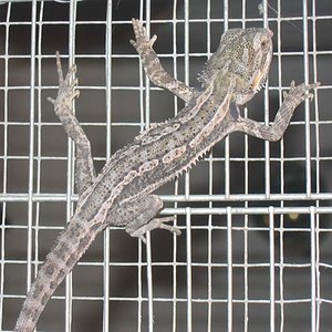 Pogona Vitticeps (4).jpg