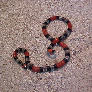 Micrurus dissoleucus 4.JPG