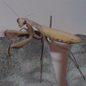 Mantis.jpg