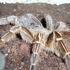 aphonopelma seemani.JPG