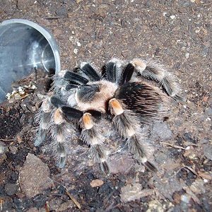 brachipelma smitii.JPG