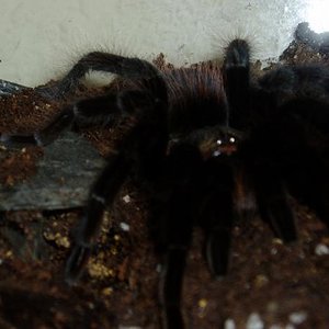 brachipelma vagans.JPG