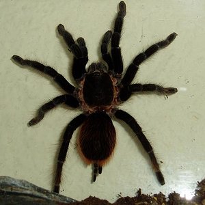 brachipelma vagans2.JPG