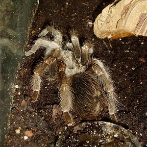 lasiodorides policuspulatum.JPG