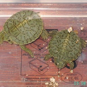 crias trachemys recien nacidas 1.JPG