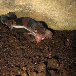 Gecko & Pinky 005.jpg