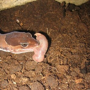 Gecko & Pinky 004.jpg