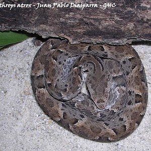 Bothrops atrox - Edo. Amazonas - Juan Pablo Diasparra - GHC.JPG