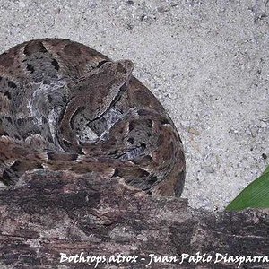Bothrops atrox - Edo. Amazonas - Juan Pablo Diasparra - GHC 2.JPG