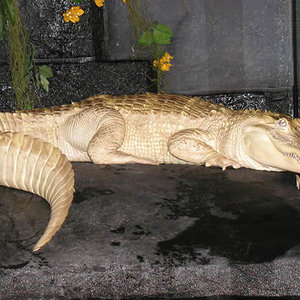 Albino%20Alligator.jpg