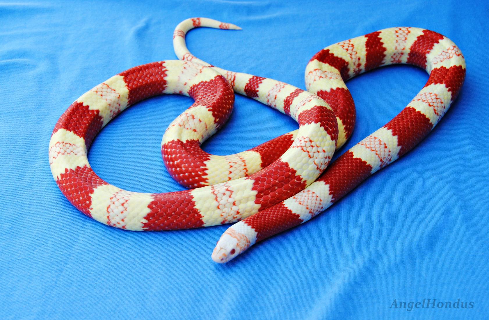 0.1 Albina tricolor.JPG