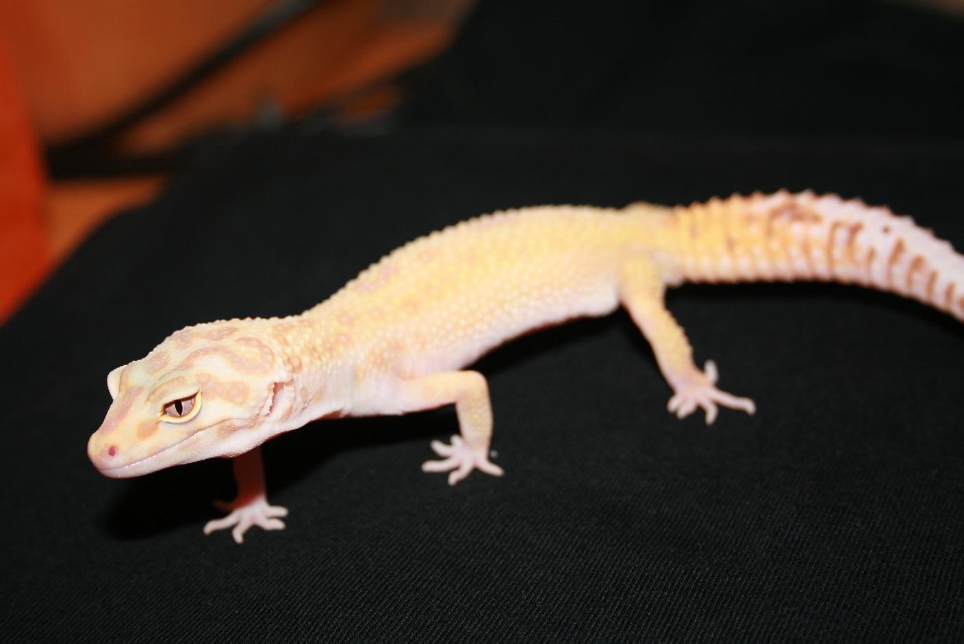 0.1 aptor. poss. het raptor.JPG