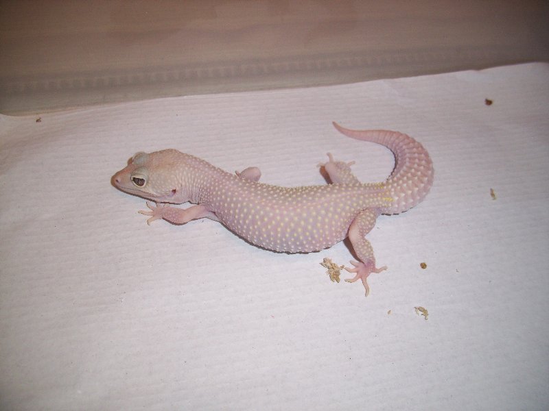 0.1 Bb het Db (2).jpg