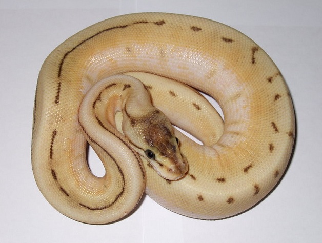 0.1 Butter Spinner.jpg